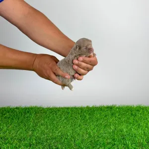 Chihuahua - Hurry
