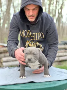 American Bully - Pocket - Blueline