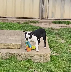 Boston Terrier - Kloé