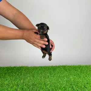 Yorkshire Terrier - Ylko