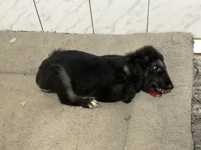 Afghan Hound - Xelina