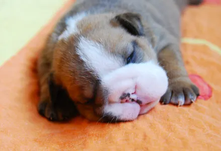 Angol bulldog - Rengőhegyi-ormán Daniel