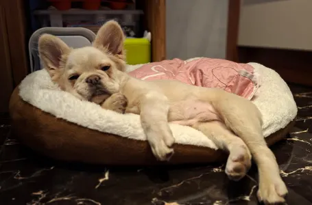 Francia bulldog - Nepomuk (fluffy)