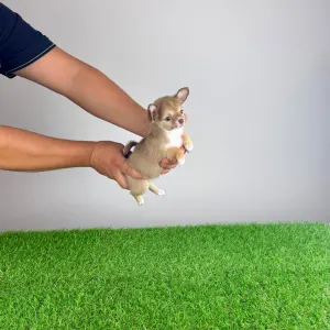 Chihuahua - Kwai