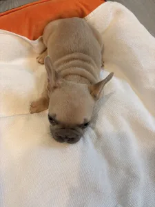 Französische Bulldogge - Baby Girl
