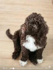 Portugál vízikutya - Baron Bold Stella Maris