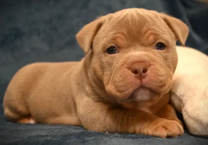 Amerikai Bully - Pocket - Chanel