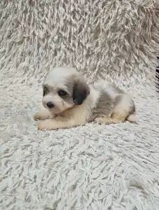 Havanese - Monty