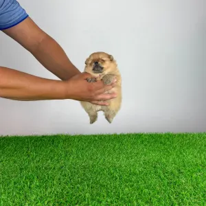 Pomeranian - Omedia