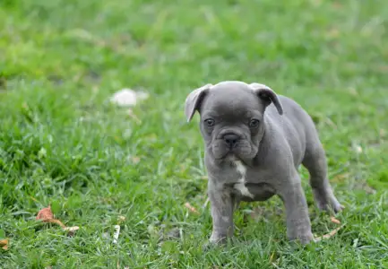 French Bulldog - Monty