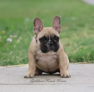 French Bulldog - Bársonyka