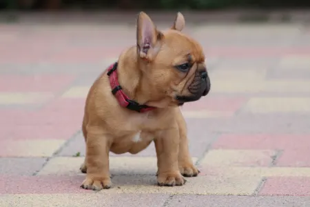 Französische Bulldogge - Ubie