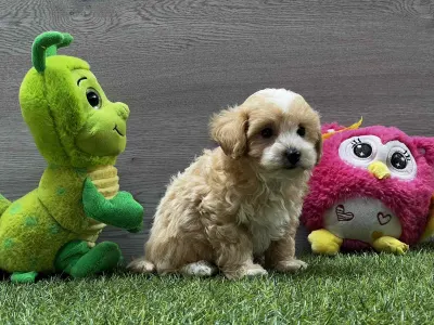 Maltipoo - Pajti