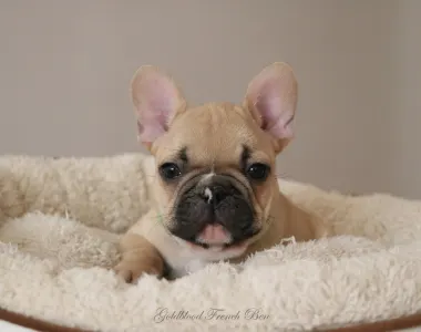 Francia bulldog - Ben