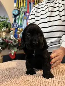 Angol Cocker spániel - Gucci