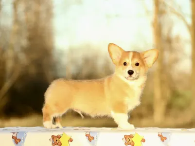 Welsh Corgi Pembroke - Zeus The Mighty From Farm Of Happy Dogs