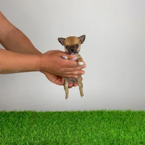 Чихуахуа - Birdy