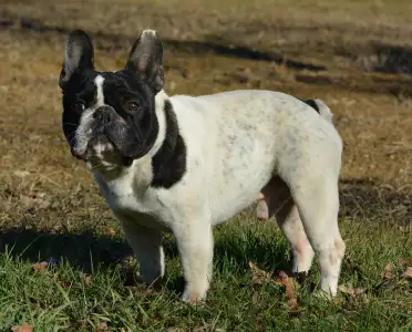 French Bulldog - Iron County Wigo