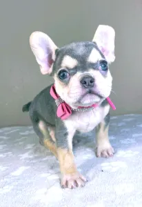 Französische Bulldogge - Amelie