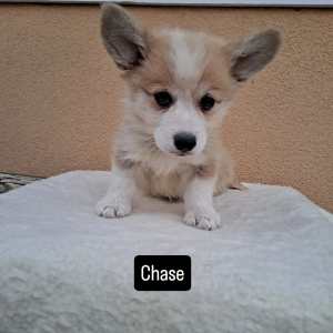 Welsh Corgi Pembroke - Calvin