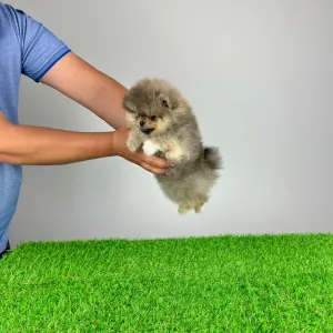 German Pomeranian Spitz - Fee