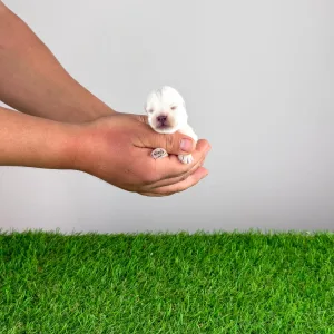 West Highland White Terrier - Kitty