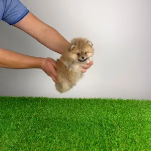 Pomeranian - Poppy