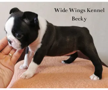 Boston Terrier - Wide Wings Becky