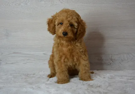 Poodle Miniature - Rebby