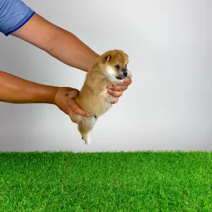 Shiba - Sachi
