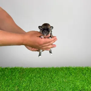 Чихуахуа - Emma