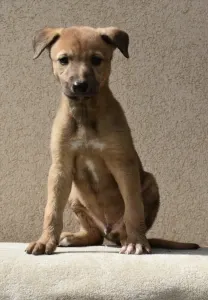 Greyhound - Benji