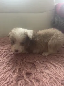Border Collie - Chocolate Sable Merle Szuka