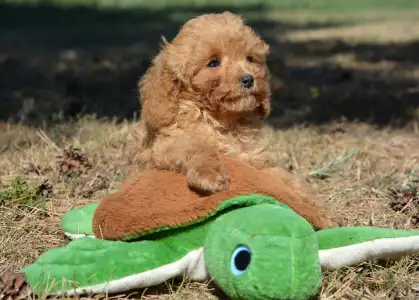 Cavapoo - Rafi( Toy Size)