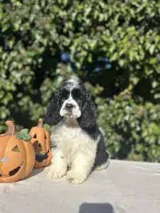 American Cocker Spaniel - Real Love