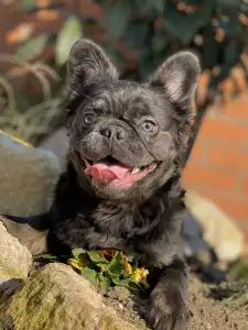 French Bulldog - Reese