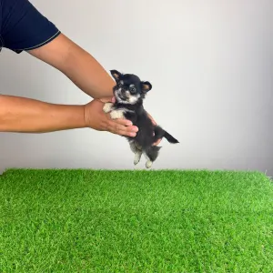Chihuahua - Lillemor