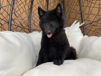 Chien de Berger Belge - Gerőcsvári Black Diamond Hanna