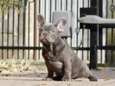 French Bulldog - Zeusz