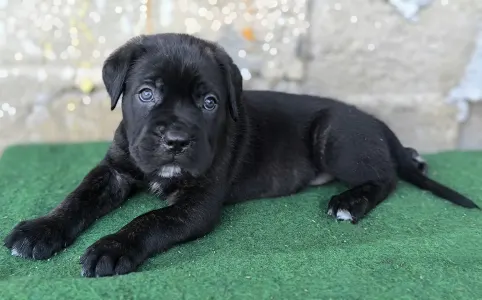 Cane Corso Italiano - Eros