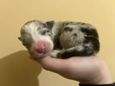 Border Collie - Ginny