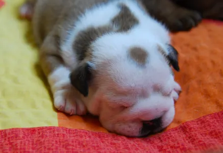 Angol bulldog - Rengőhegyi-ormán Desiree