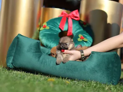 Pomeranian - Mona🩷