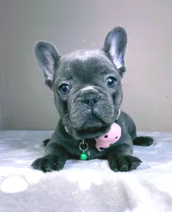 French Bulldog - Barbie