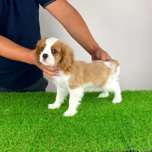 Cavalier king Charles spaniel - Aristor