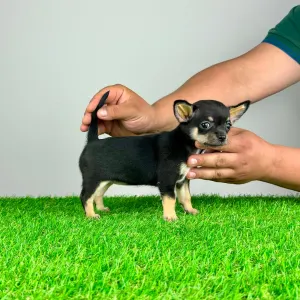 Chihuahua - Neddy