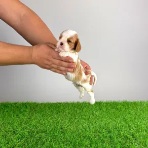 Кавалер кинг-чарльз-спаниель - Franky