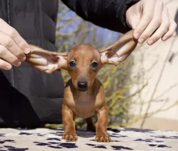 Teckel - Ms Hungary Hug Me Strongly 