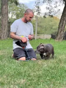 Amerikai Bully - Pocket - Blue