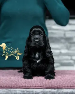 Cocker Spaniel anglais - La Scale Milky Way
